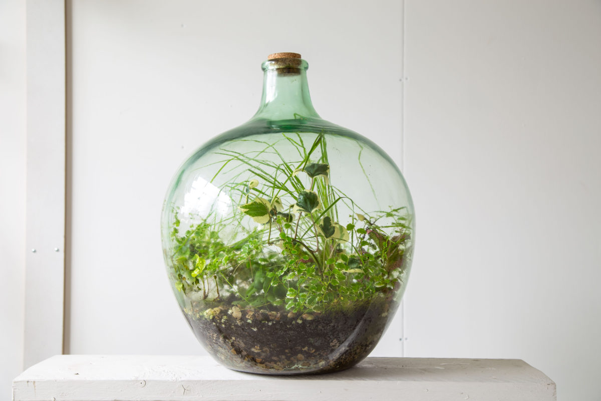 (via London Terrariums)