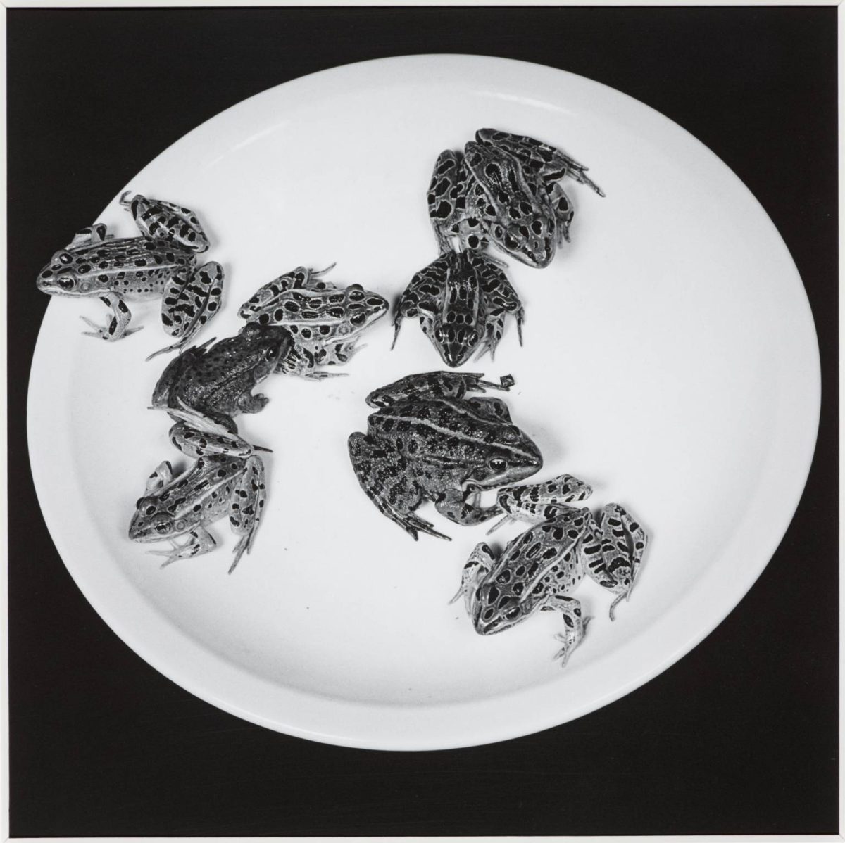 Frogs, 1984 - Robert Mapplethorpe 