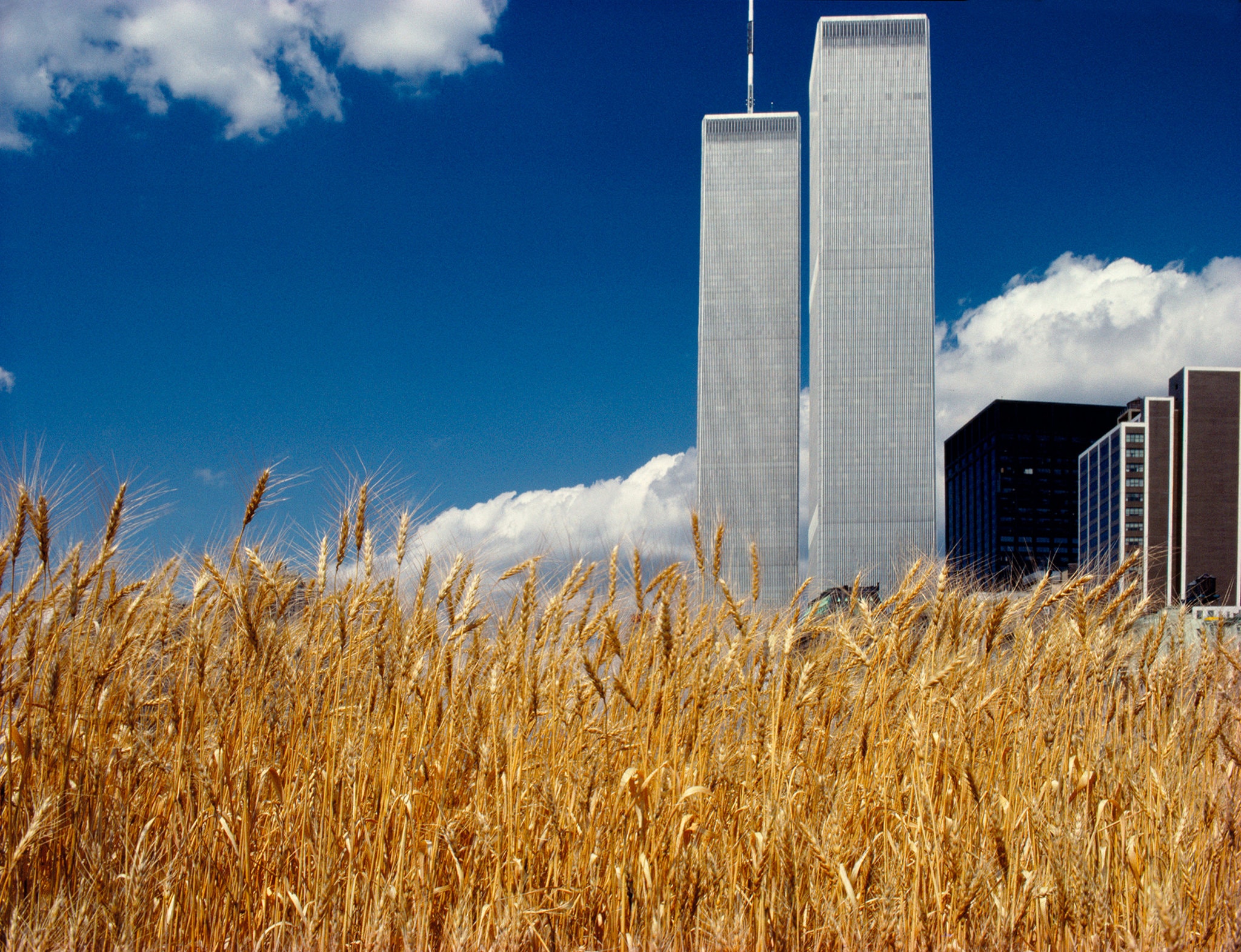 The Artist Who Planted A Wheat Field In Manhattan’s Financial District