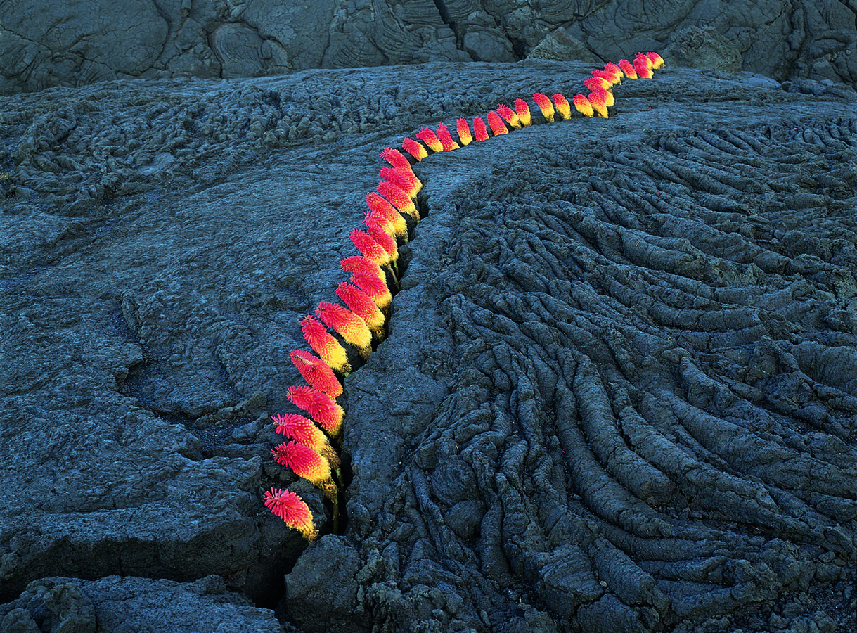 Alan Sonfist Land Art